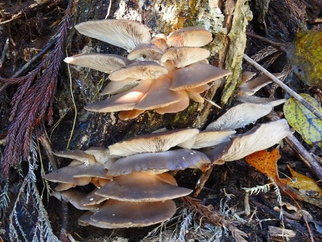 フジ蔓に生えたヒラタケ　坂下　20191210DSCN2938